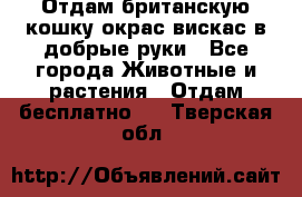 Отдам британскую кошку окрас вискас в добрые руки - Все города Животные и растения » Отдам бесплатно   . Тверская обл.